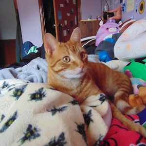 Meet your Posher, Destiny